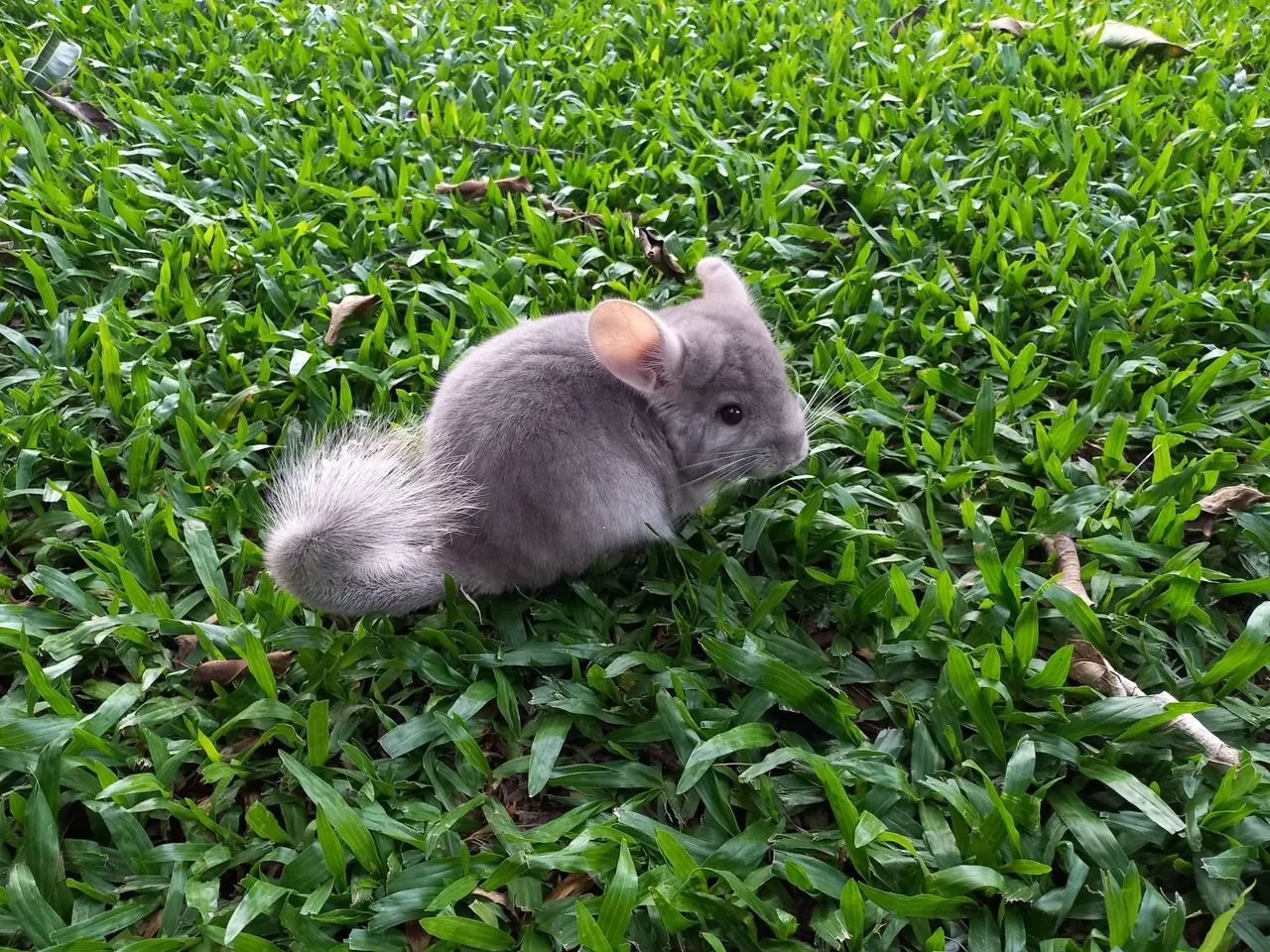 Chinchilas filhotes dóceis para estimação! - Foto 4