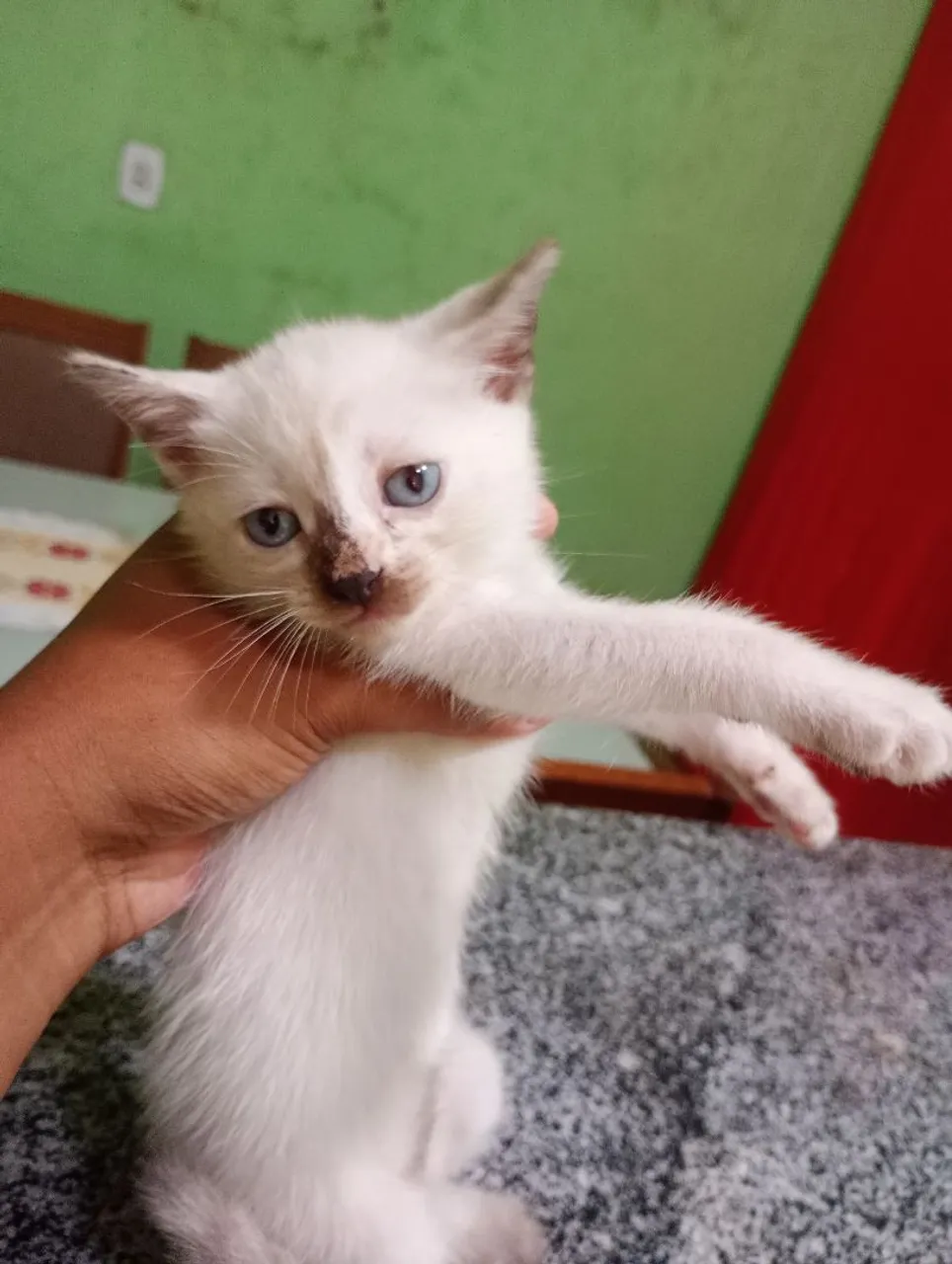 Gatinha filhote siamês para adoção