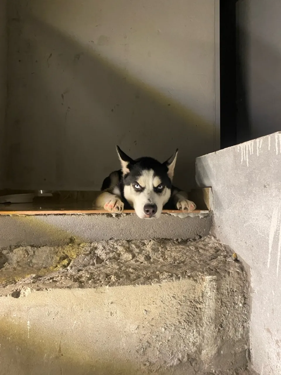 Husky Siberiano - Olhos Azuis Hipnotizantes