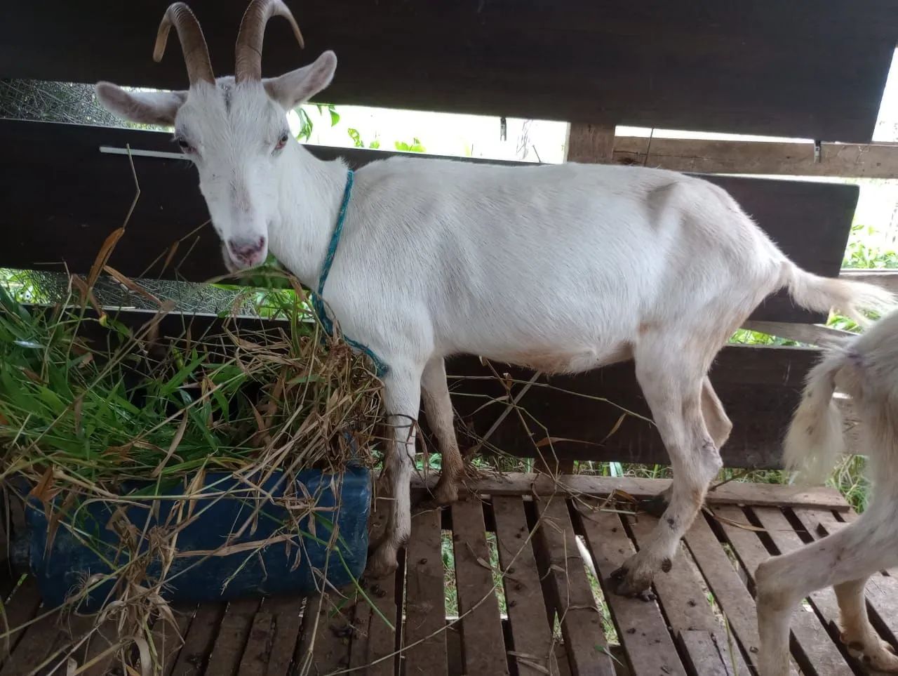 Cabras, sendo uma prenha. (Venda ou troca) - Foto 5