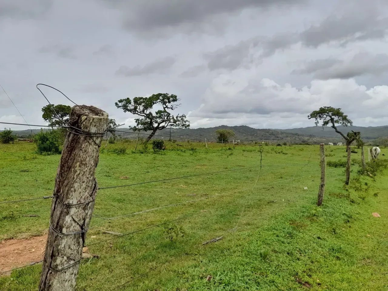 Fazenda a venda em Davinópolis Goiás!!! - Foto 4