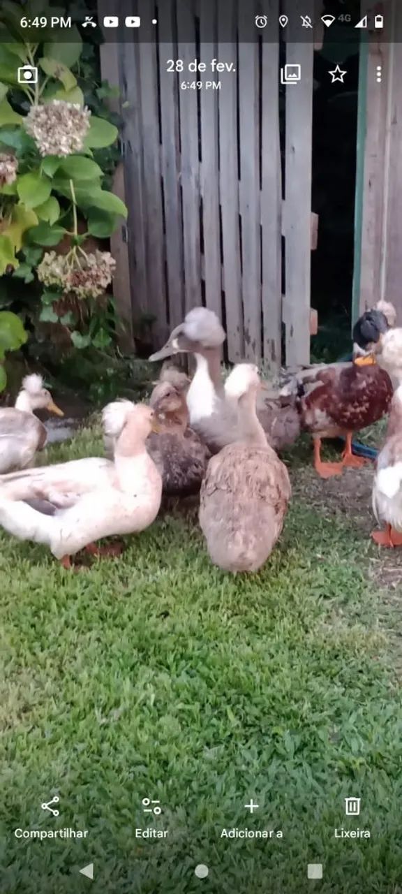 Vendo marrecos de pompom 
