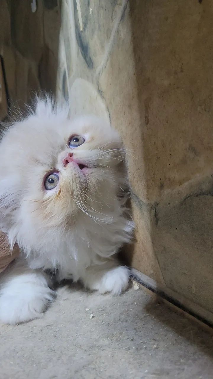 GATO PERSA MACHO 