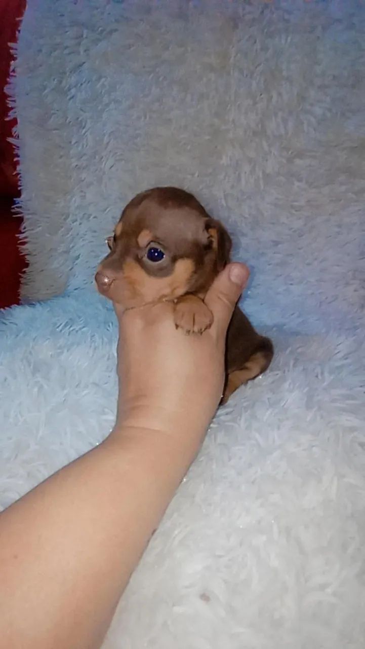 Pinscher zero chocolate ( Macho e fêmea)