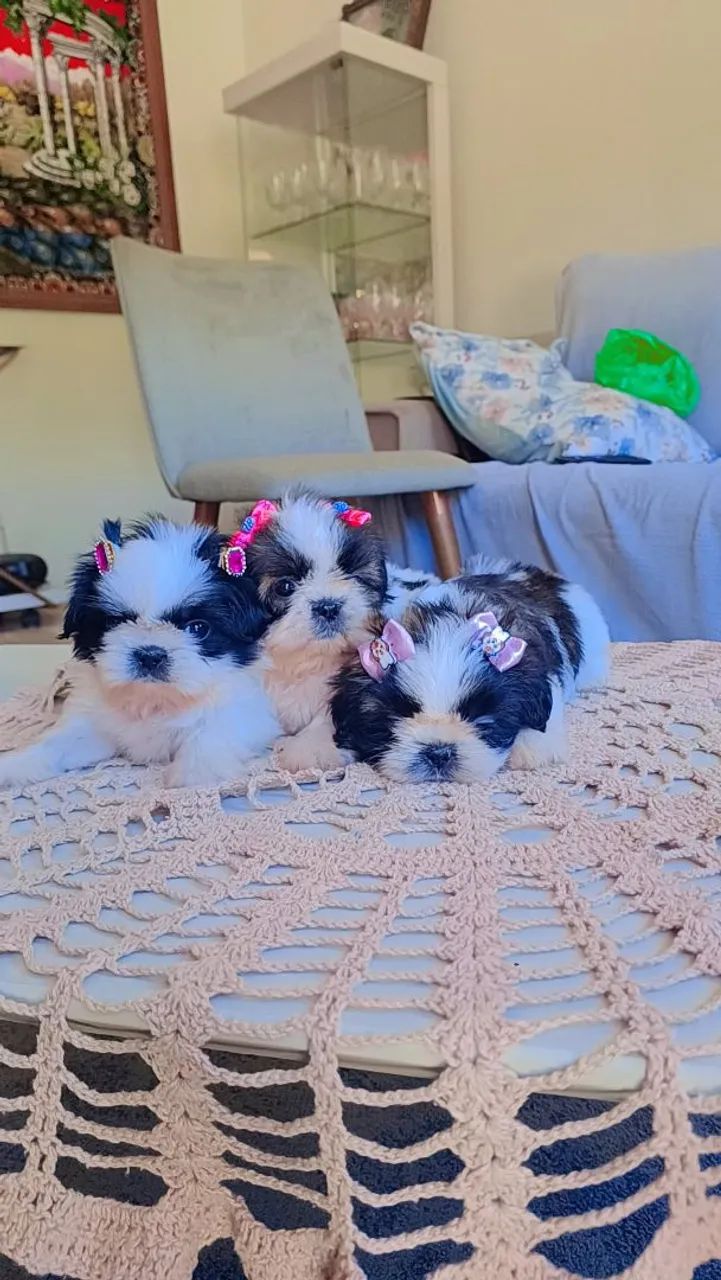 Filhotes mini shih tzu  - Foto 3