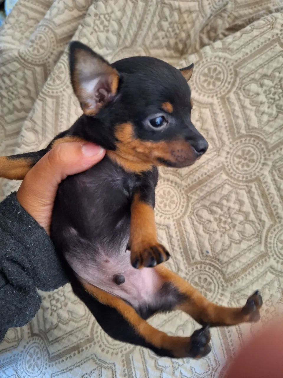 Pinscher Macho zero - Foto 2