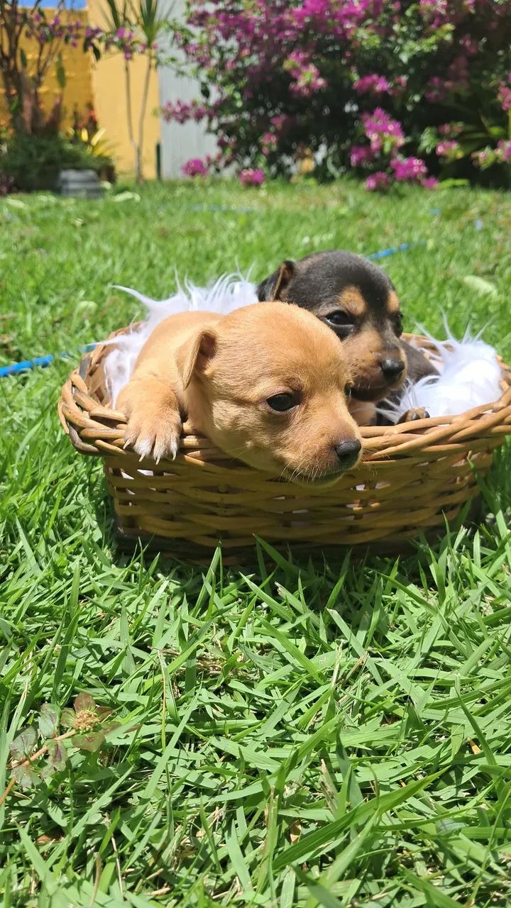 Pinscher  - Foto 3
