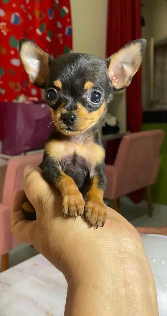 Pinscher zero 