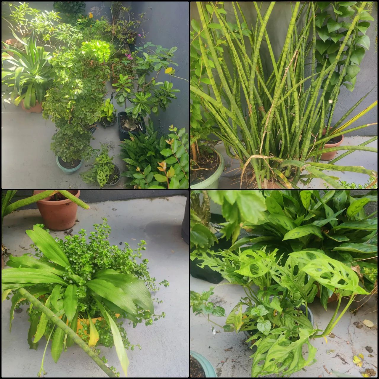 Plantas diversas  - Foto 3