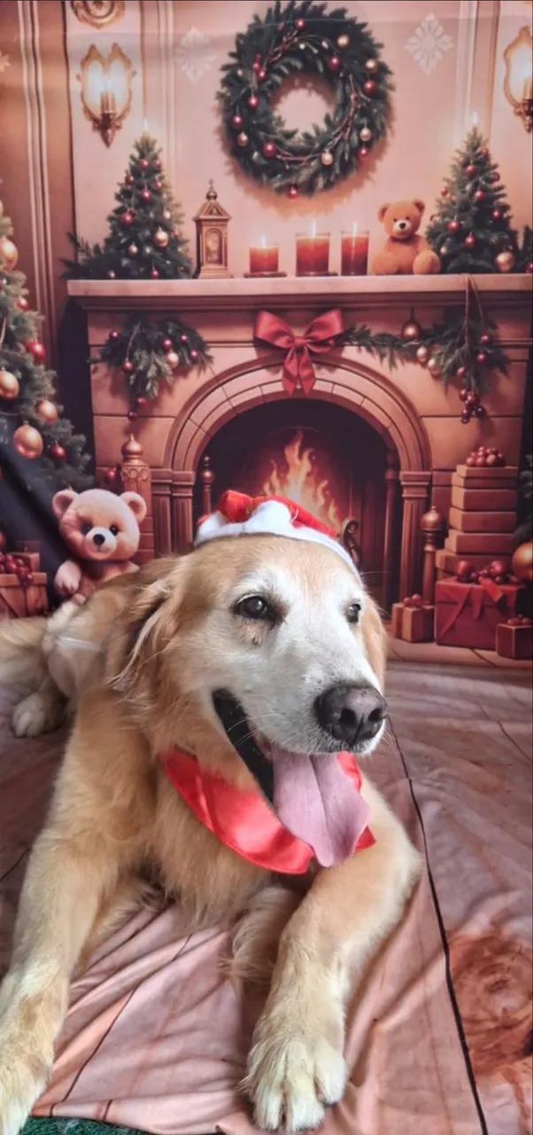 Golden Retriever Macho para Cruzar - Excelente Padrão