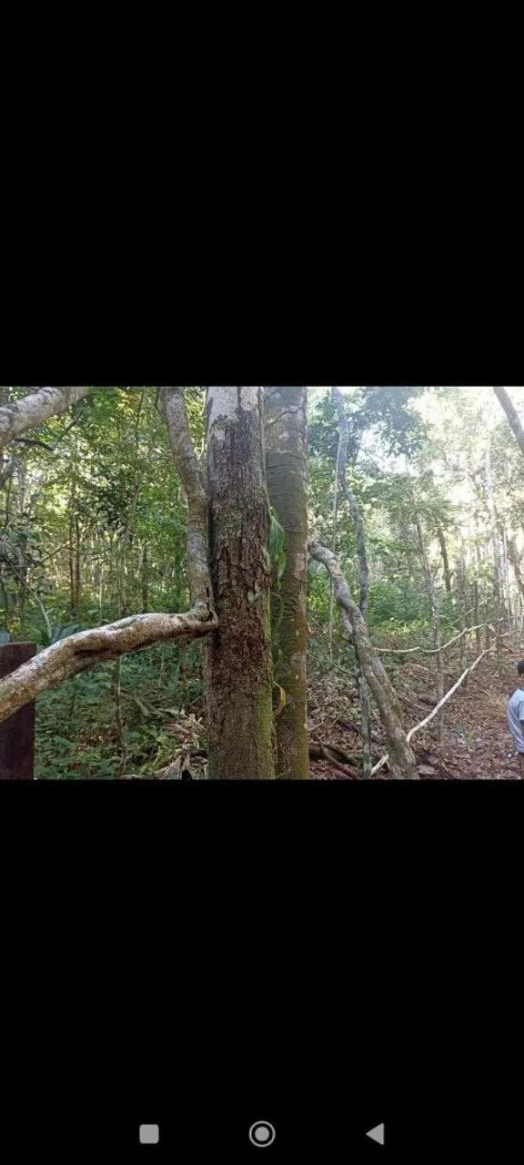Lindo terreno com igarapé em alter do chão  - Foto 5