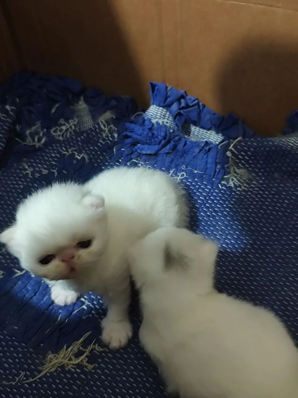Gato persa