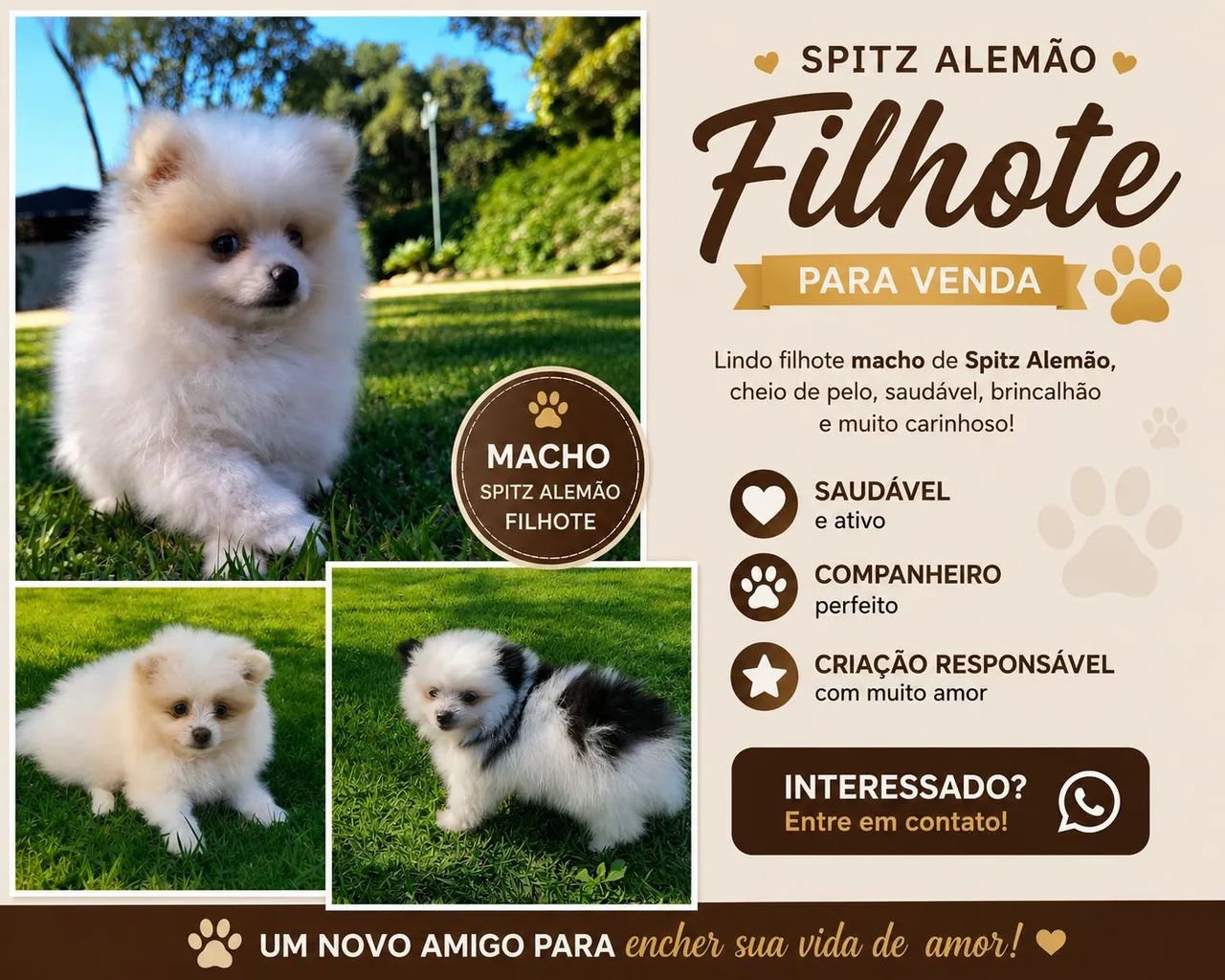 Spitz alemão 