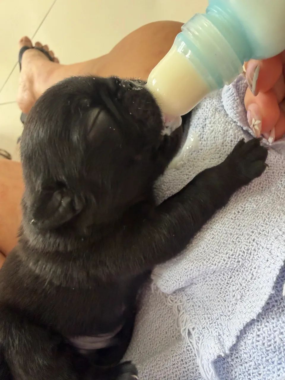 Pug machinho - Foto 4