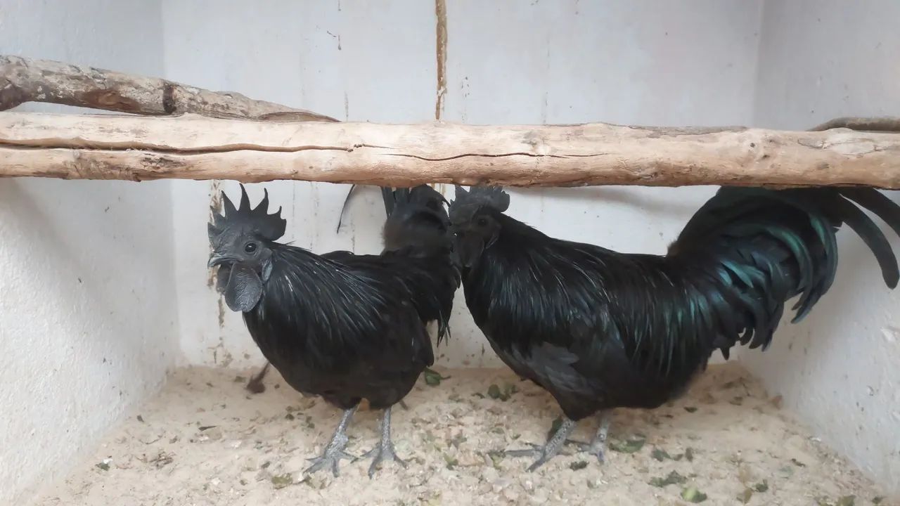 AYAM CEMANI CASAL