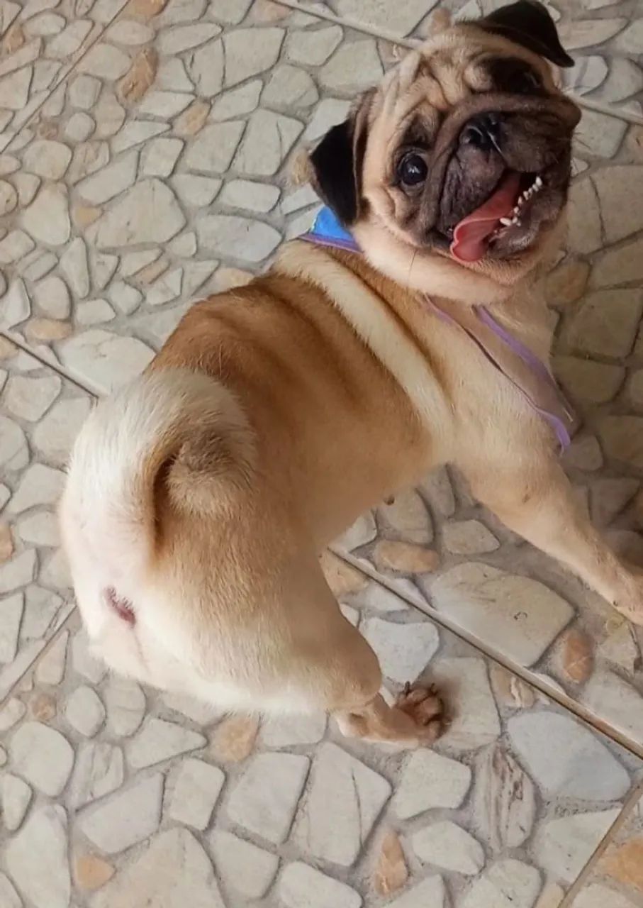 Hotelzinho Pet - Foto 2
