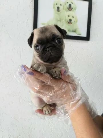 Pug com Atendimento Pós-Venda Completo - Foto 2