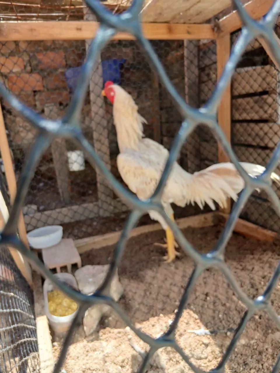 Aves saudáveis  - Foto 4