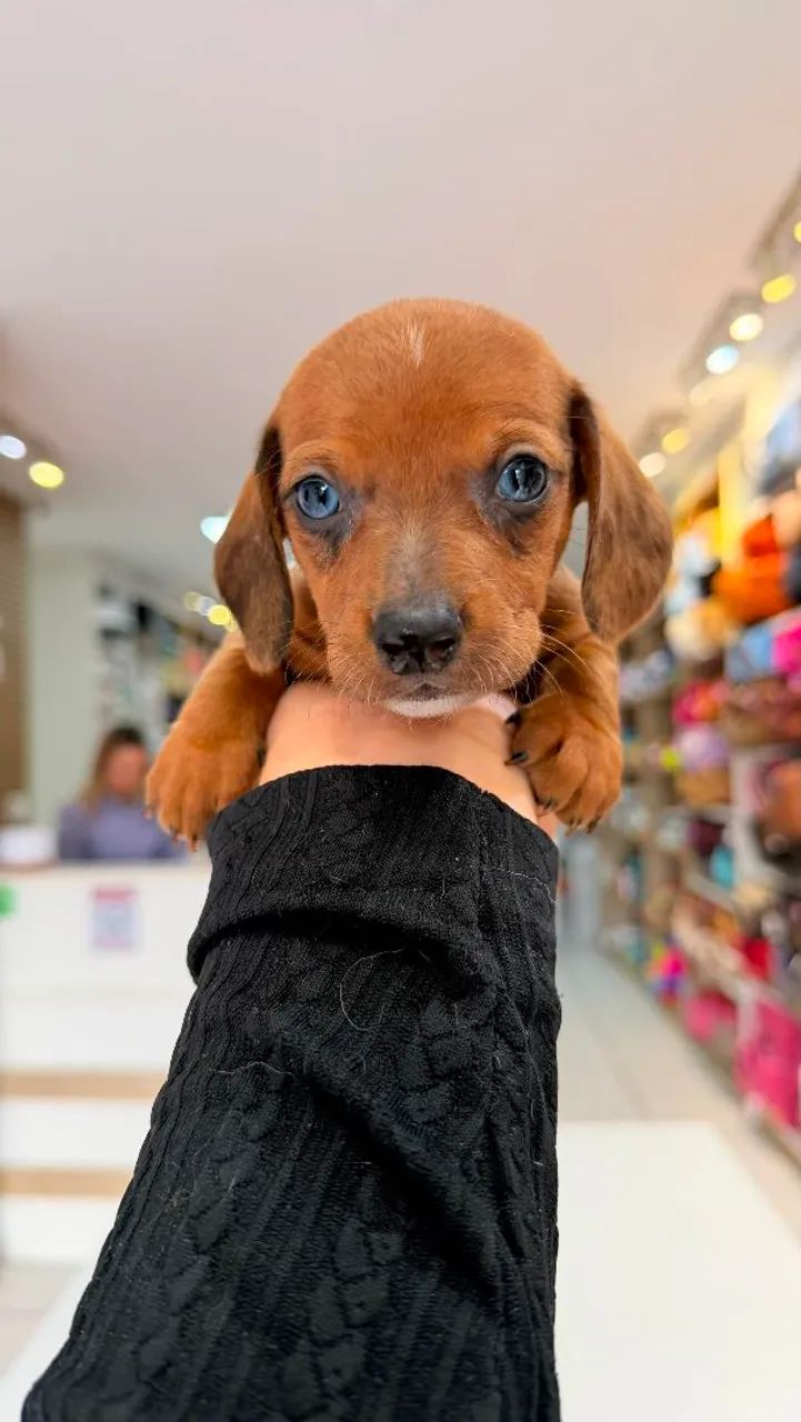 DASCHUND MINI MACHO  - Foto 5