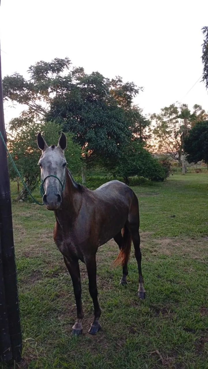 ÉGUA MANGALARGA  - Foto 3