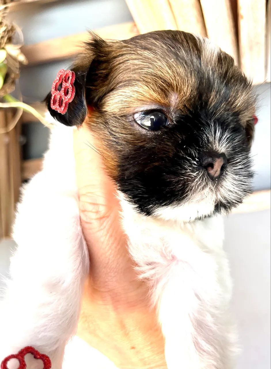 Shih  Tzu - Foto 5