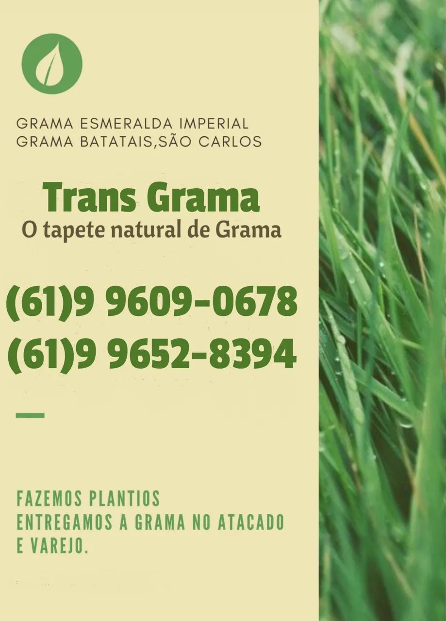 Grama Batatais - Direto do Produtor  - Foto 4