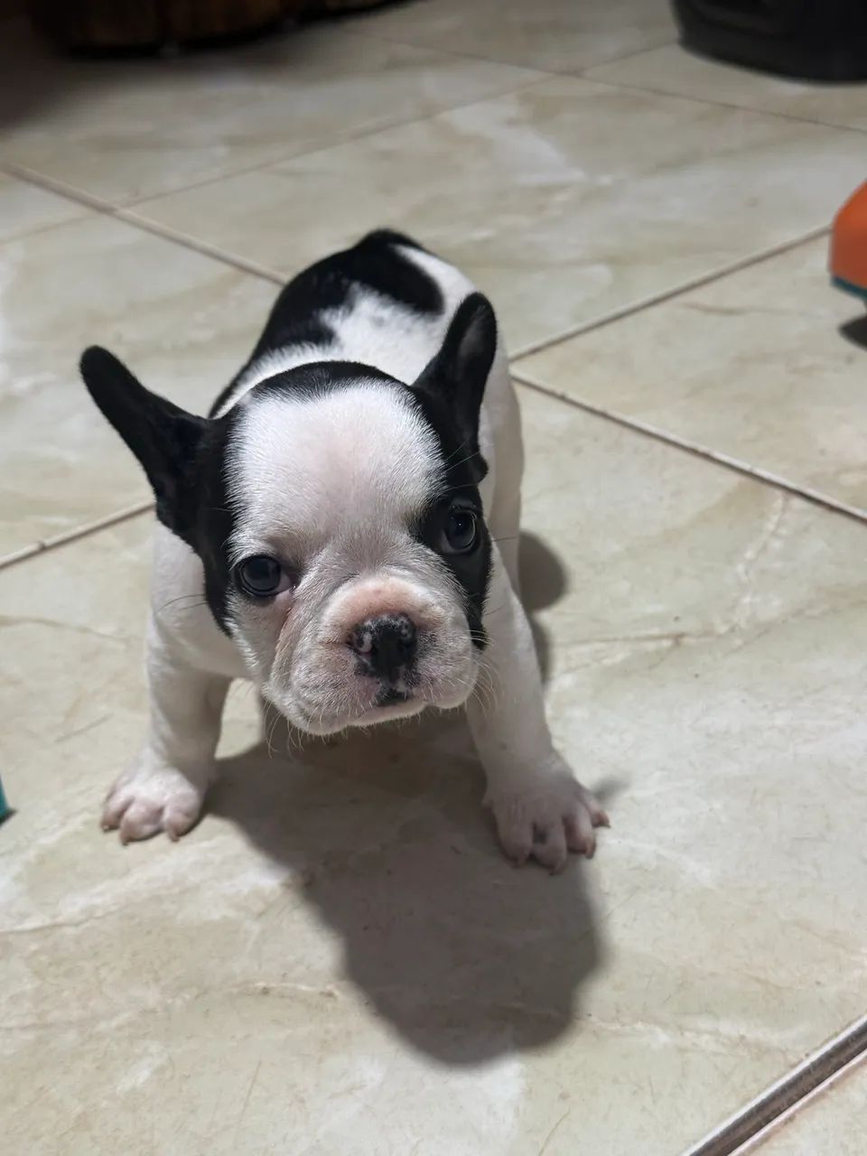 Buldogue francês  - Foto 4