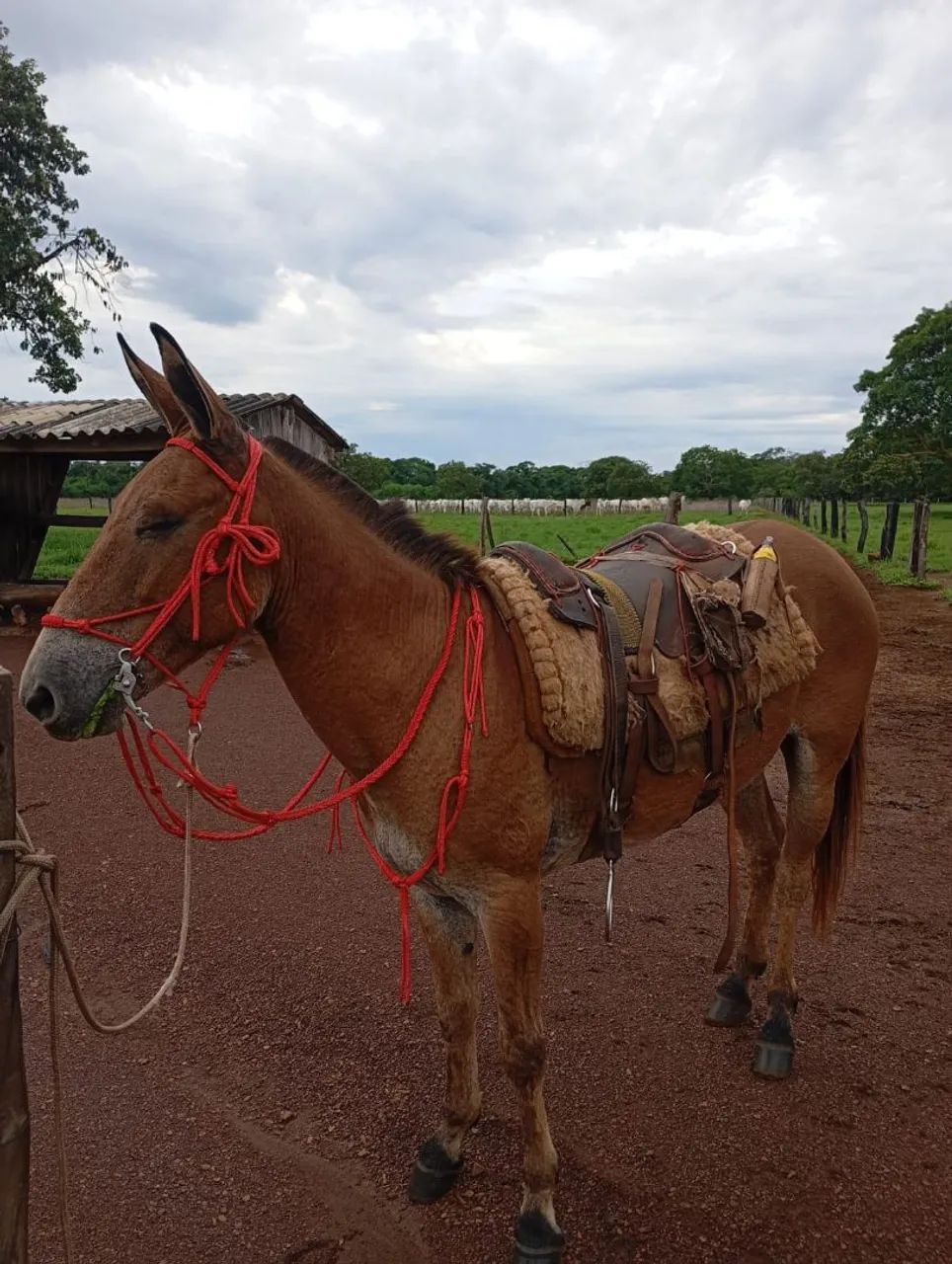 Burro média de 6 anos - Forte e ótimo para trabalho | Miracema-TO - Foto 3