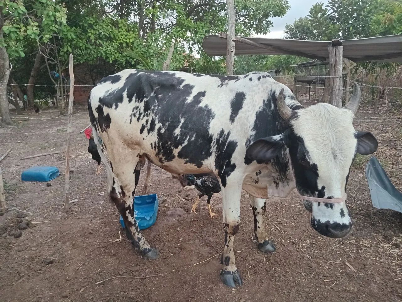 Vendo garrote  - Foto 2