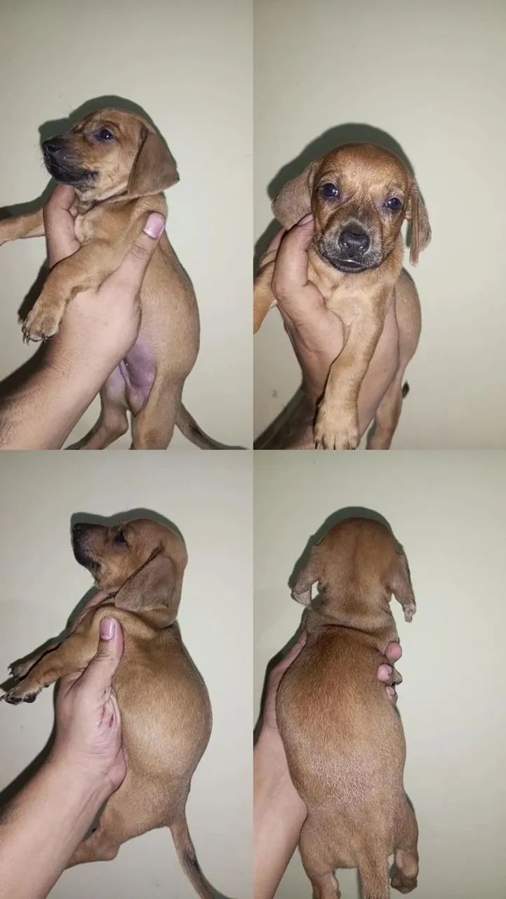 Cachorro  - Foto 2