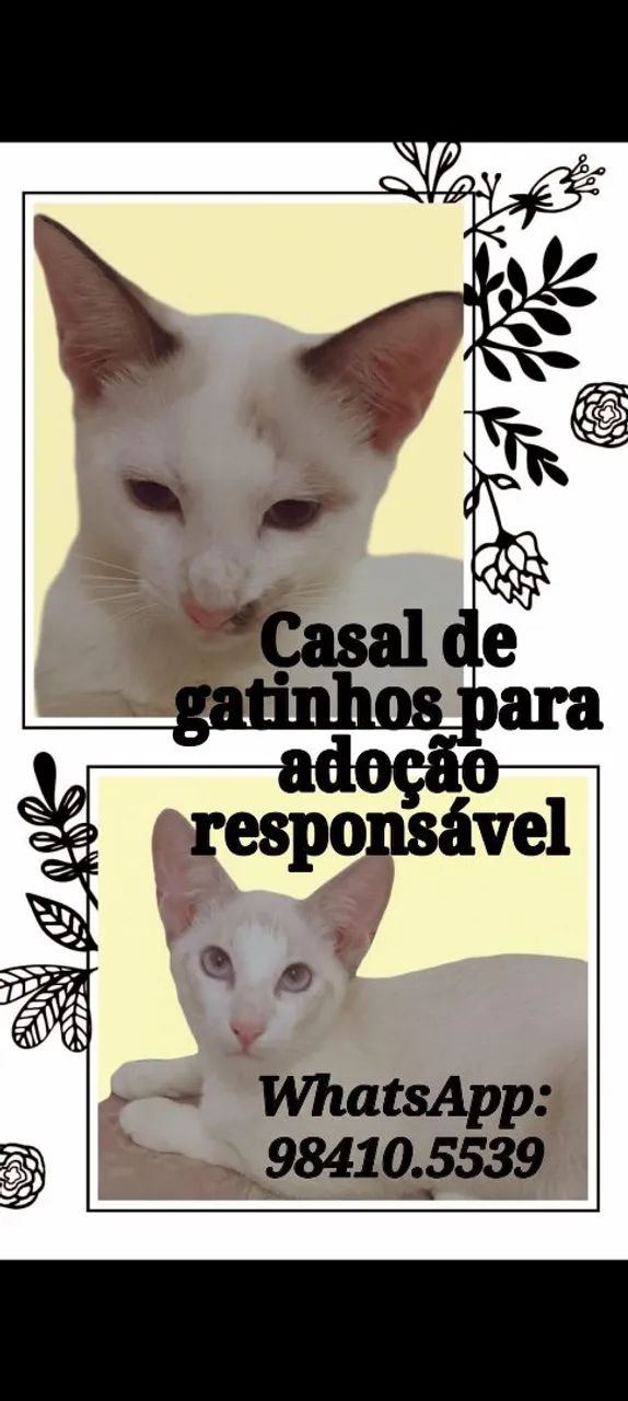 Doação Responsável 