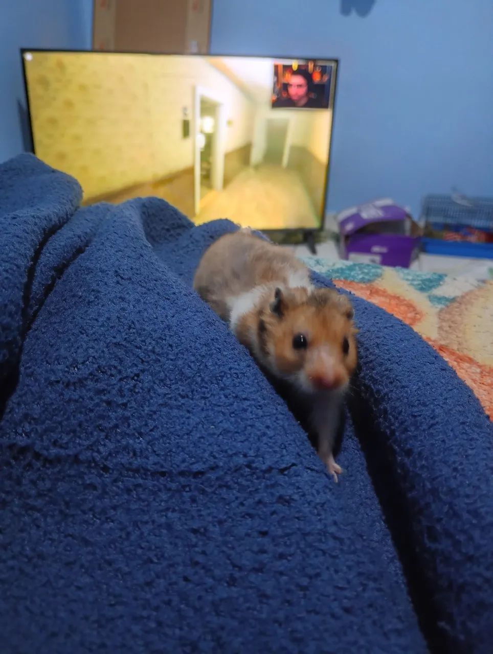 Hamster sírio  - Foto 3