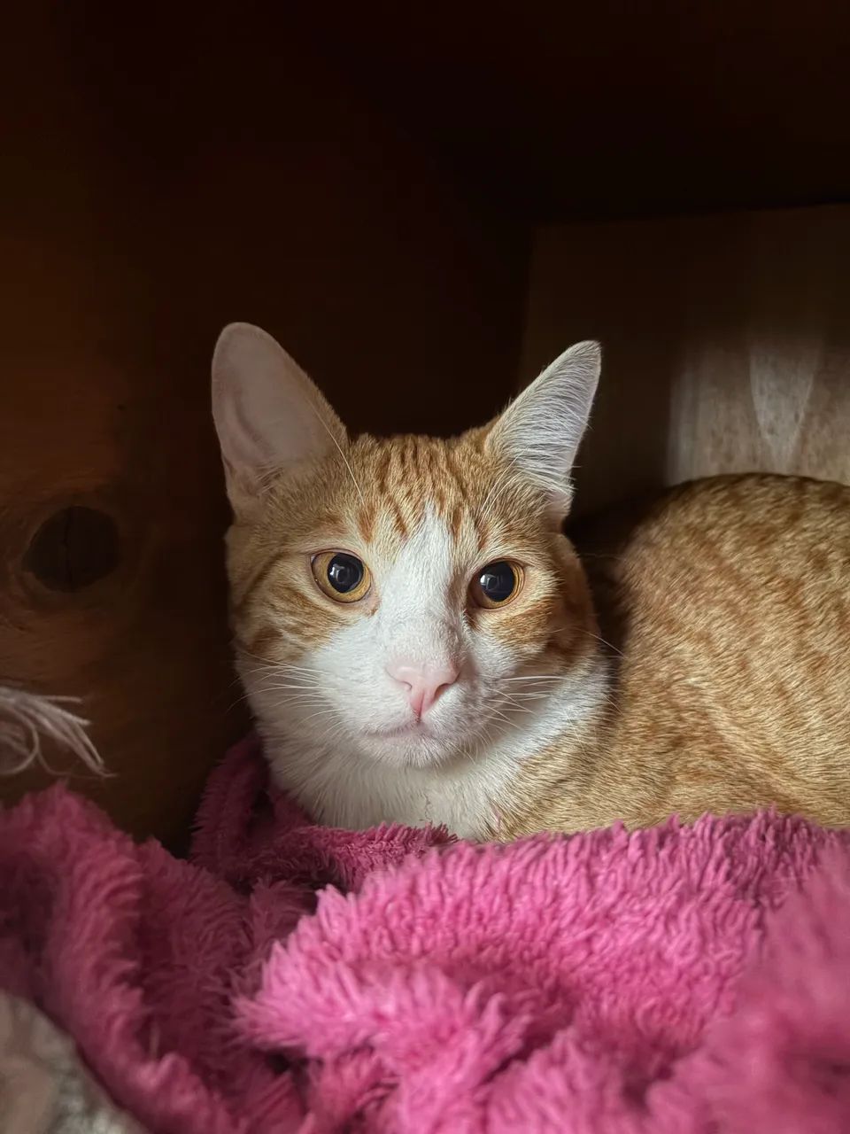 Gatinhos para adoção  - Foto 5