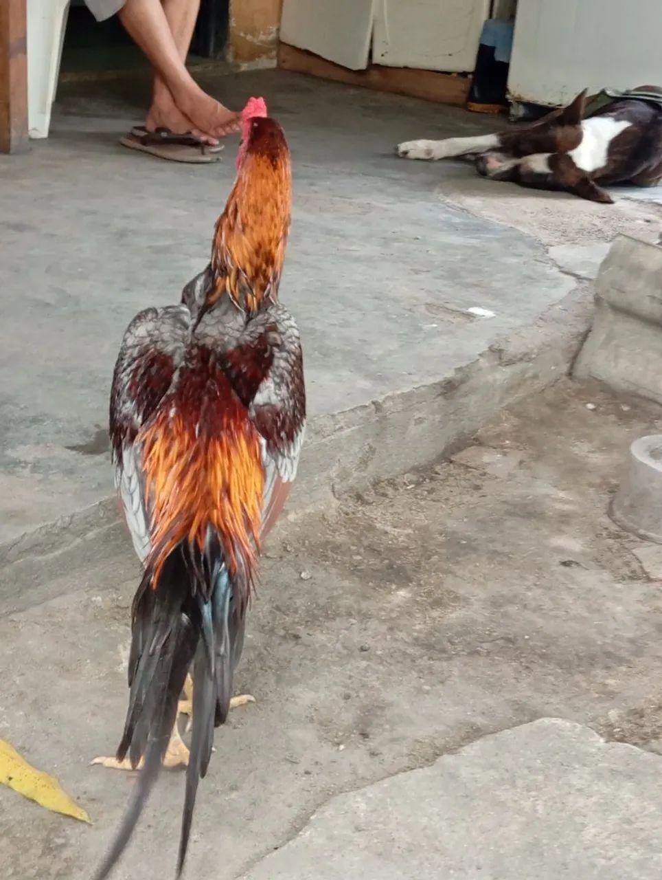 Galo carioca puro  - Foto 4
