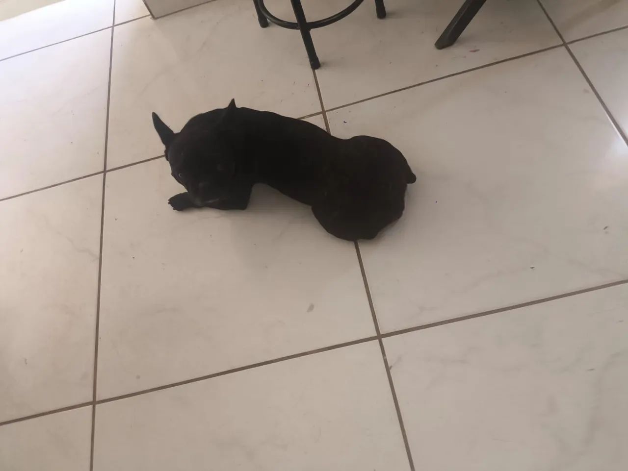 Buldogue francês black - Foto 3