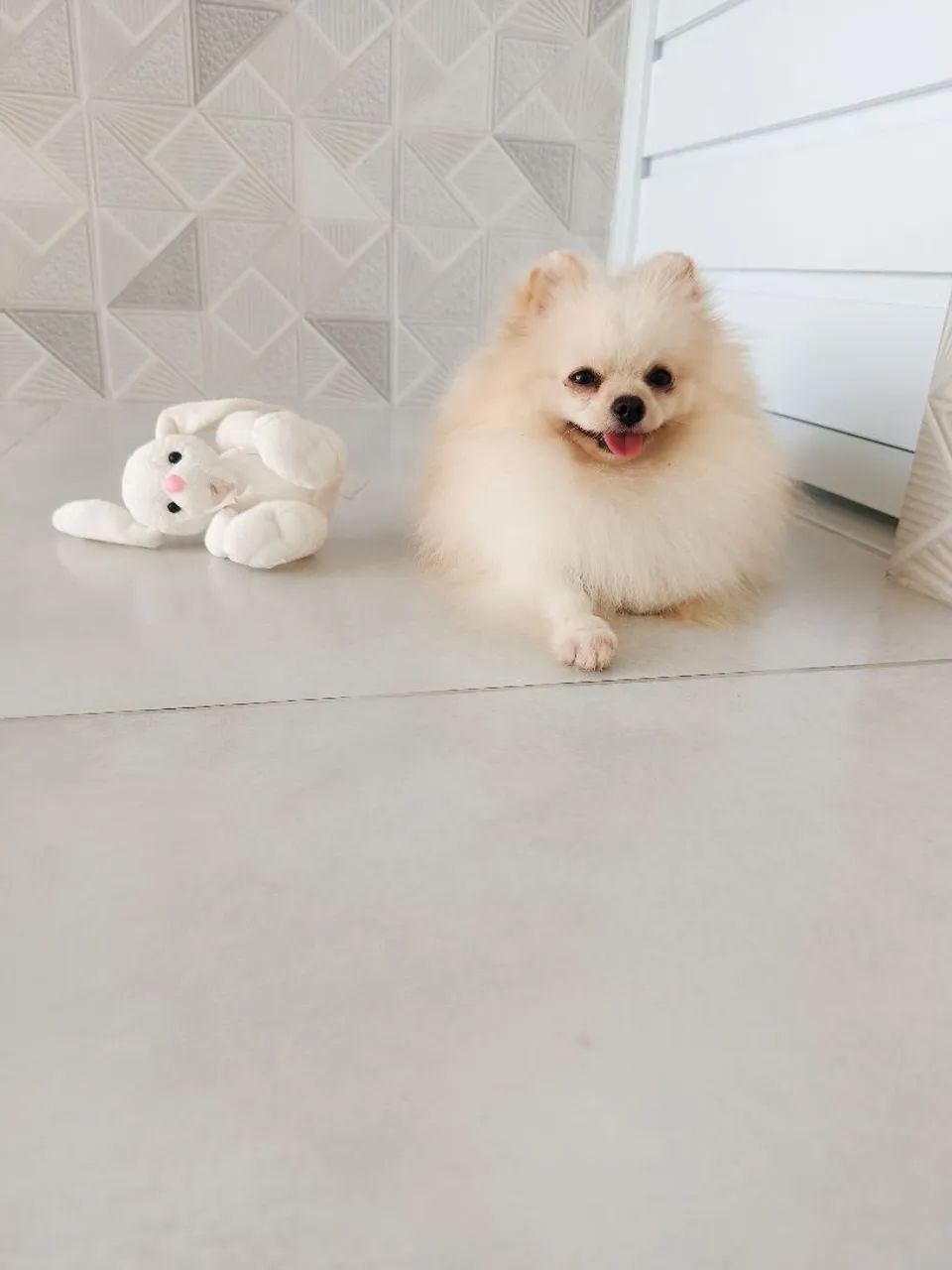 Spitz  - Foto 2