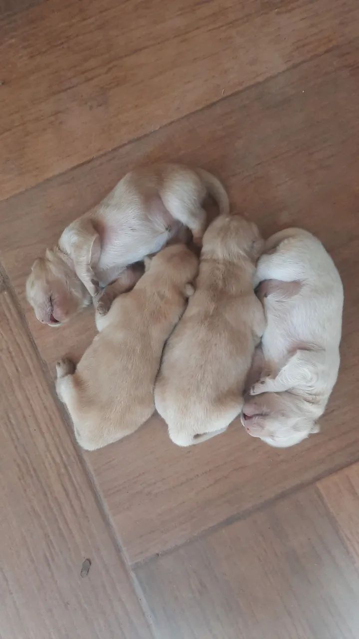 Lindos filhotes de chow chow - Foto 2