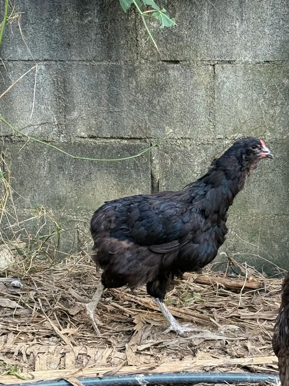 Ameraucana e arauna - Foto 3