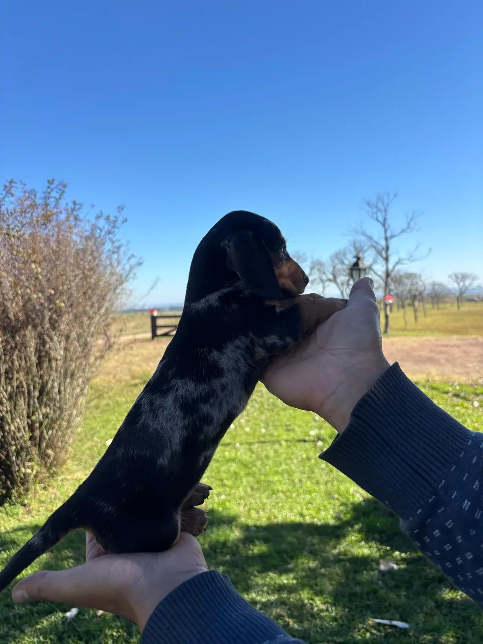 Dachshund  - Foto 4