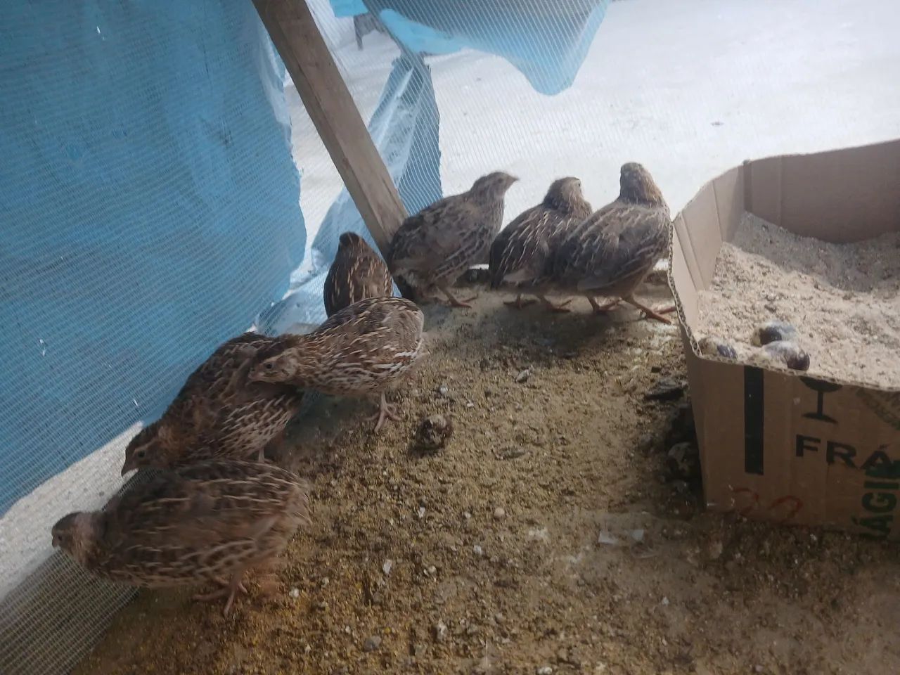 Vende se codorna botando com bebedoures