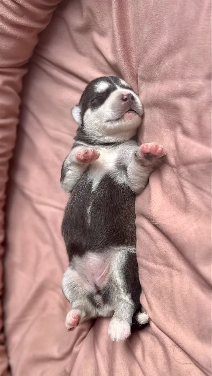 Filhotes Husky Siberiano  - Foto 5