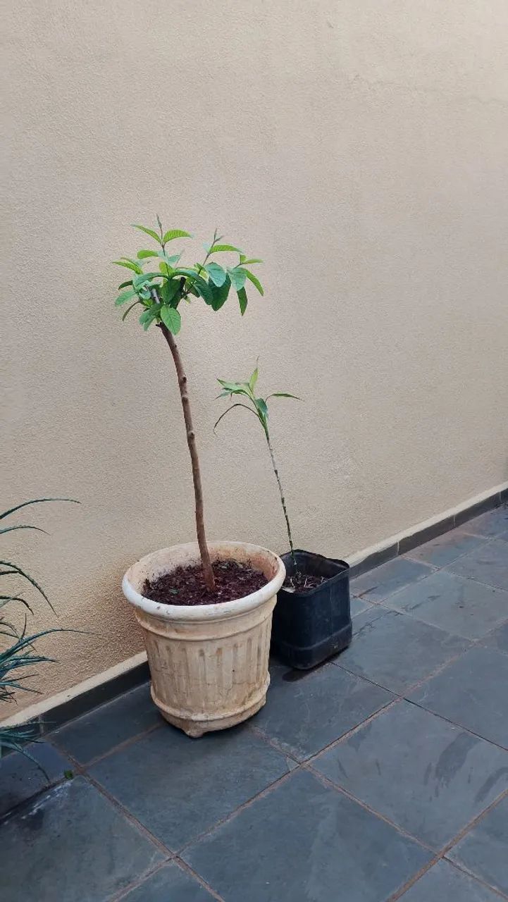 Muda de Goiaba 
