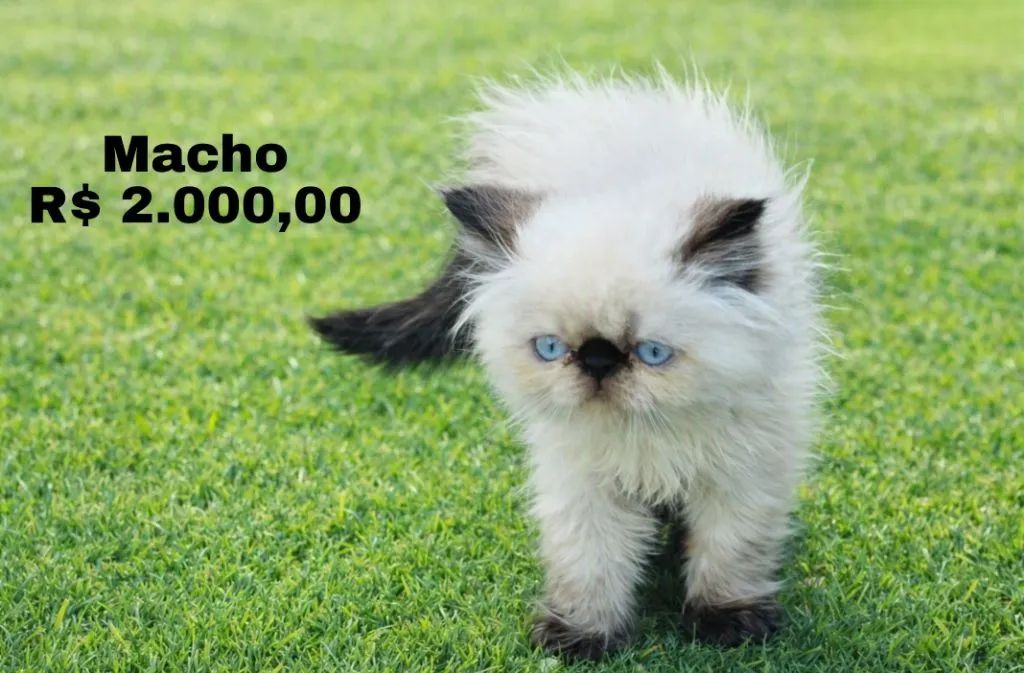 Gatos Persa - Foto 2