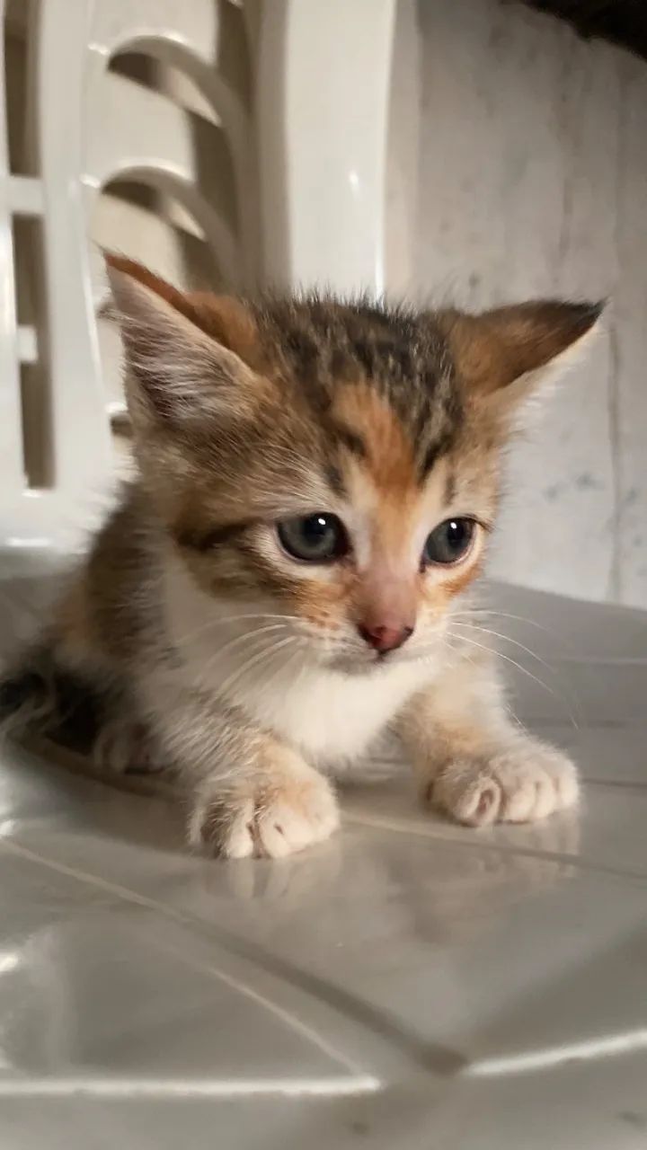 Gatos para adoção  - Foto 4