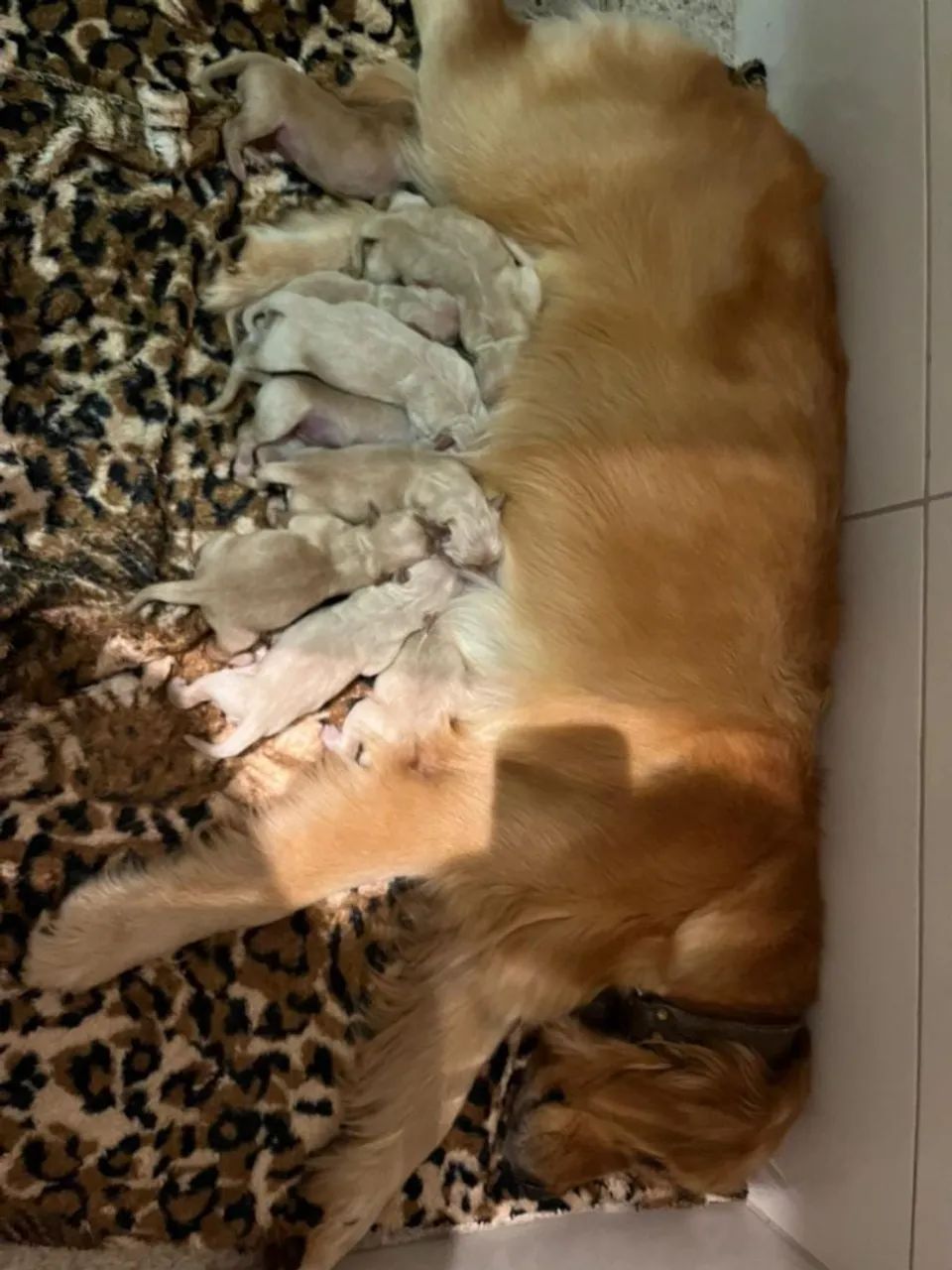 Cachorro Golden Retriever - Foto 5