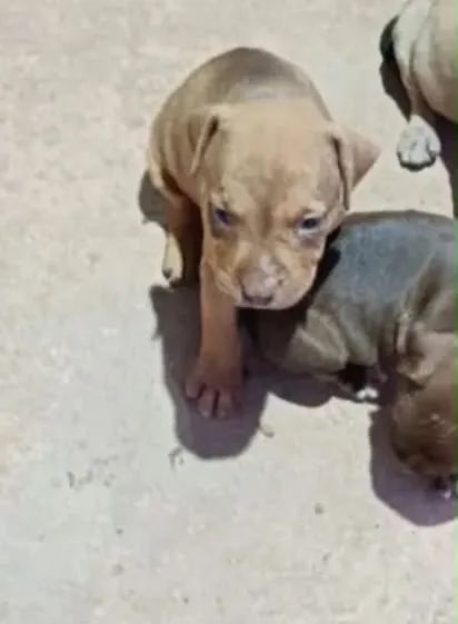 Animais de estimação  - Foto 4