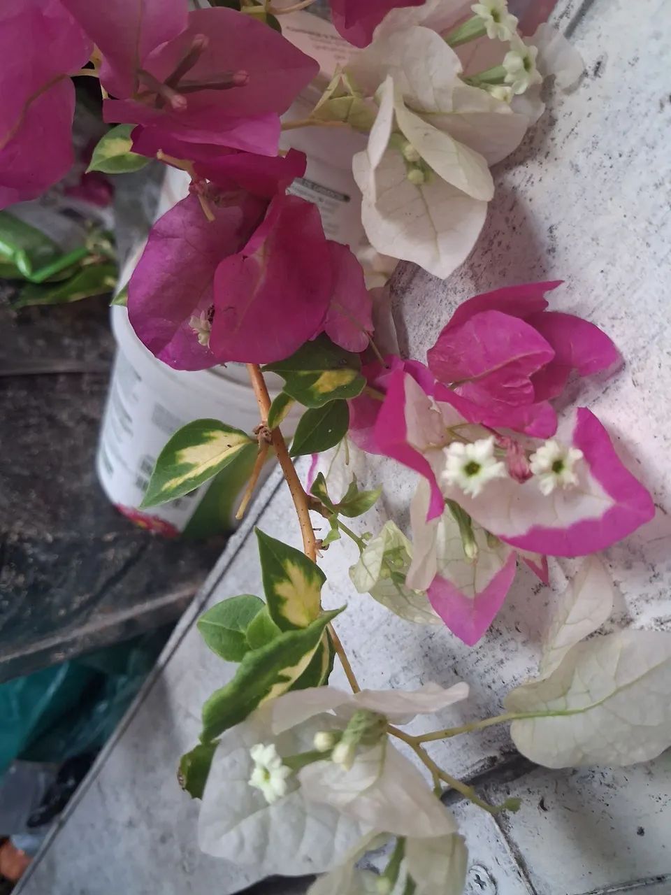 Manaca  rosa com branco e variegato - Foto 2