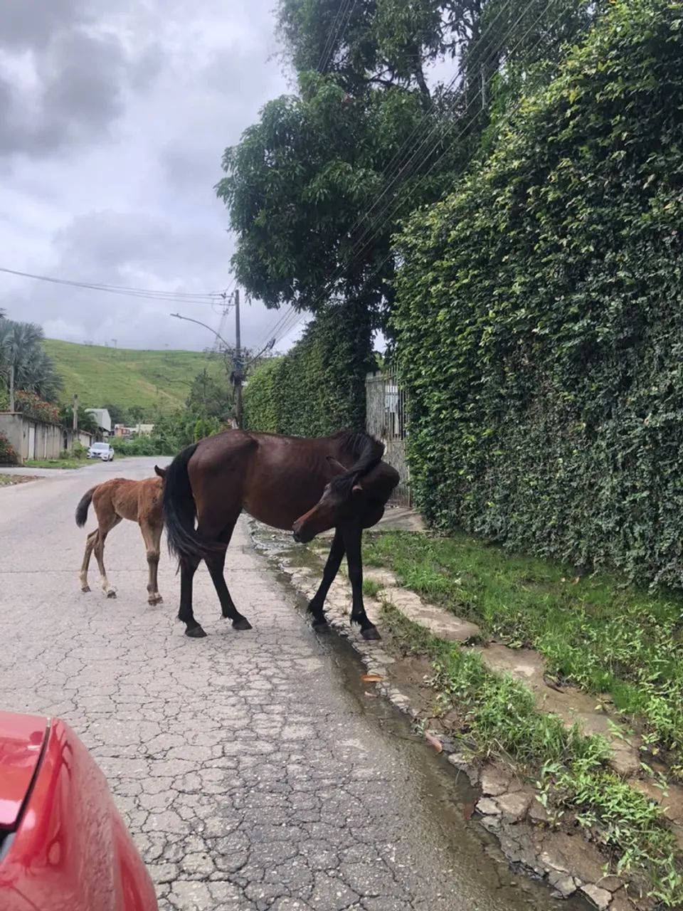 Cavalos - Foto 5