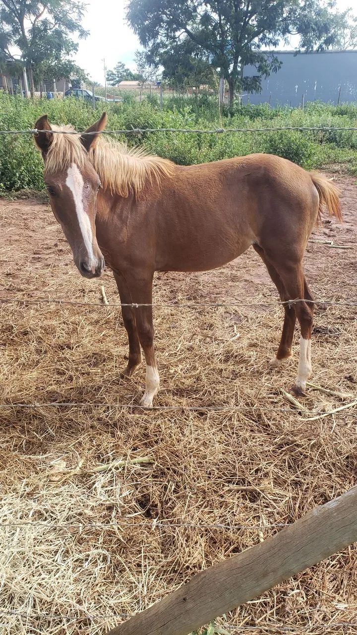 Potrinha Quarto de Milha - Foto 3
