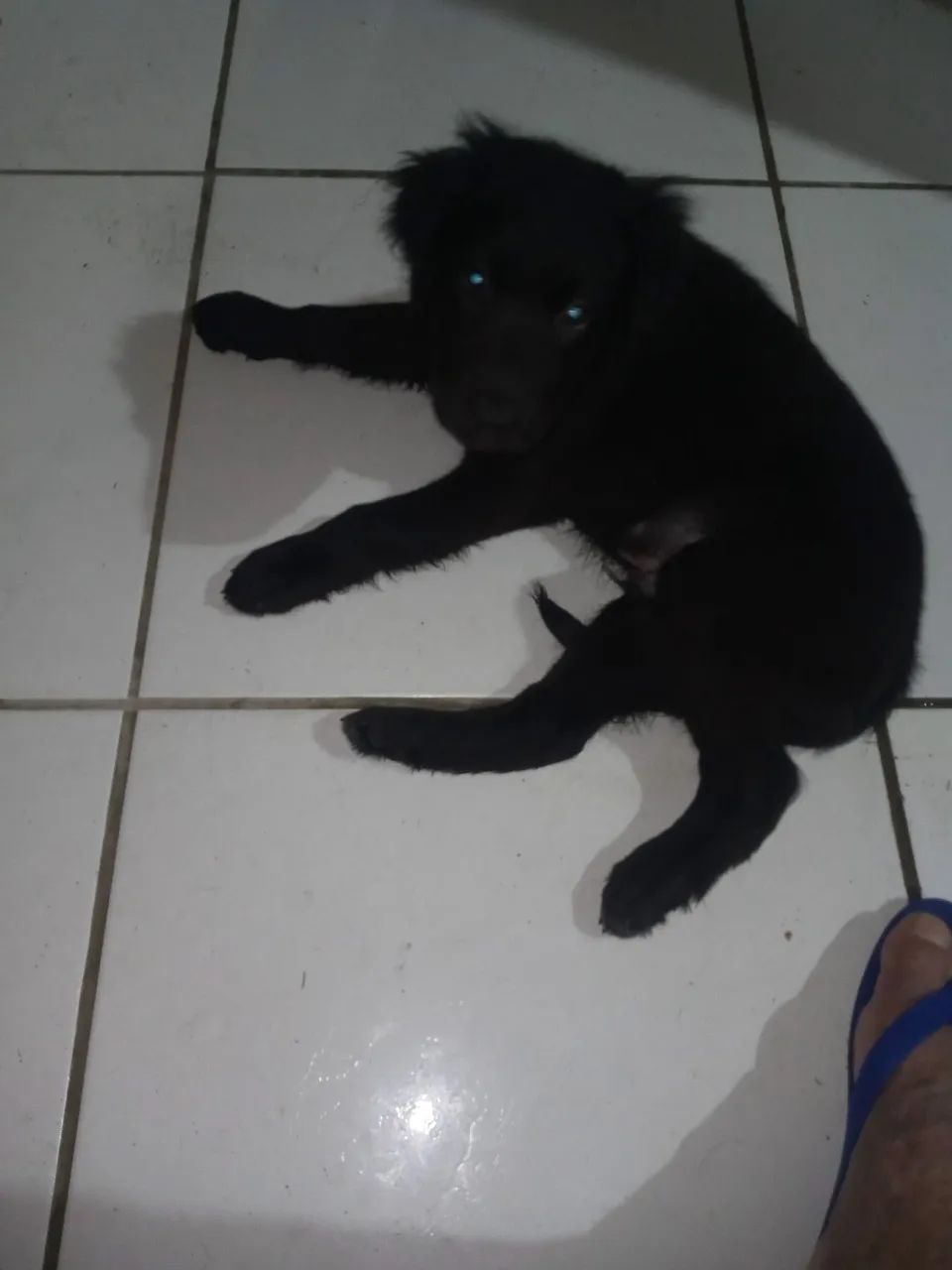 Cachorro labrador - Foto 3
